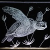Pete Lightowler - Turtle