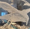 Sue Burne - Gulls