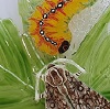 Amanda Lawrence - Sycamore Moth and Caterpillar