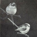 Catherine Smart - Long Tailed Tits