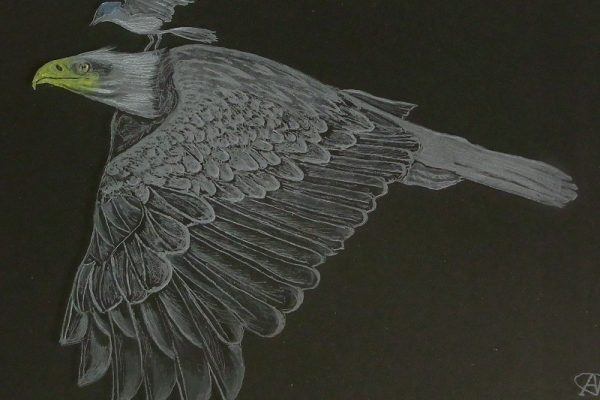 AlanBrimson-BaldEagle&KingBird