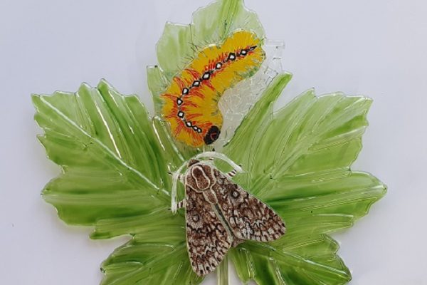 AmandaLawrence-SycamoreMoth&Caterpillar