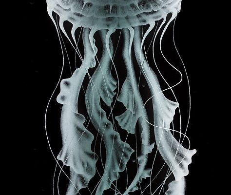 IvanaZivkovic-Jellyfish