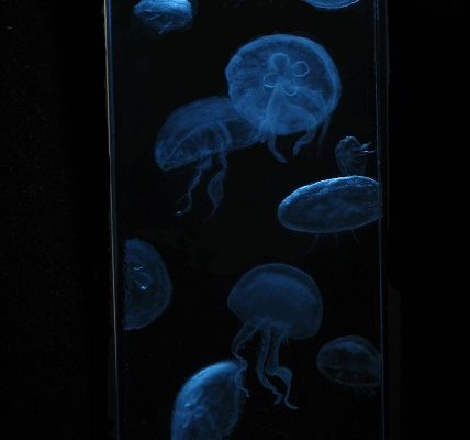 JunkoEager-Jellyfish