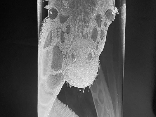 KateKyne-GiraffeCloseUp