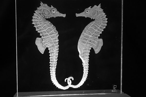 PeteLightowler-Male&FemaleSeahorses