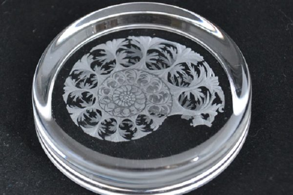 WendyVarnham-Ammonite