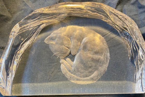 JunkoEager-KittenSleeping-2025-photoJEager